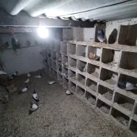 فروش 26 عدد کبوتر با قیمت مناسب