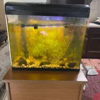 آکواریوم شیشه ای