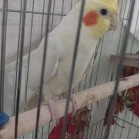 عروس هلندی با قفس
