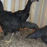 جوجه لاری|حیوانات مزرعه|میاندوآب, |دیوار
