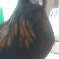 خروس لهستانی