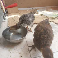 جوجه محلی