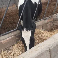 گاو شیری|حیوانات مزرعه|اسفراین, |دیوار