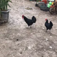 مرغ خروس ایام سمانی