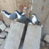 جوجه دمگیر یلا دستگردی و خرقه