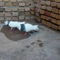 یک جفت طوقی هفرنگ|حیوانات|سبزوار, صالح آباد|دیوار