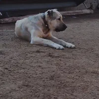 سرابی نر|سگ|نوبران, |دیوار