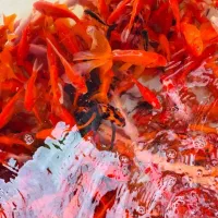 مآهی مخلوط استخری( قرمز)