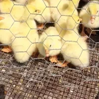 ۱۱عدد جوجه قوغاز اوکراینی اصل ۳ روزه