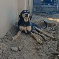 واگذاری سگ پژدر نرماده|سگ|رباطکریم, وهن آباد|دیوار