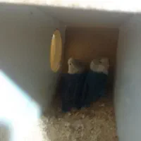 عروس کوتوله و عروس هلندی