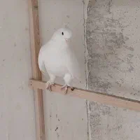 14 کفتر زیبا و پرشی