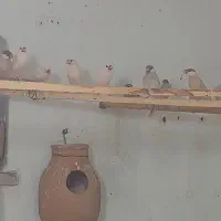 تعدادی فنچ نرگسی مولد