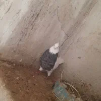 دمسفید وطوقی