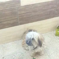 توله سگ شیتسو باهوش خیلی فهمیده