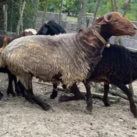 گوسفند نر