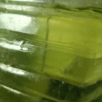 استاتر جلبک سندسموس