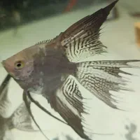 آنجل پیرایبا|ماهی|تهران, قبا|دیوار