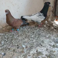 کبوتر|پرنده|خرمشهر, |دیوار