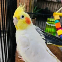 عروس هلندی نر و ماده