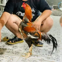 خ ر و س|حیوانات مزرعه|میناب, |دیوار