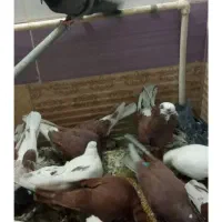 عروس هلندی پیدا شده،