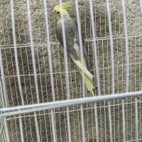 جفت عروس هلندی مولد تضمینی|پرنده|نقده, |دیوار