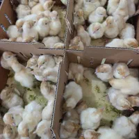 بوقلمون یکروزه