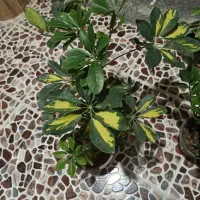 گل وگیاه طبیعی باقیمت مناسب|گل و گیاه طبیعی|برازجان, |دیوار