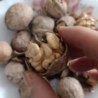 حراج گردوی ناب الشتر لرستان ...|خوردنی و آشامیدنی|قم, عمار یاسر|دیوار