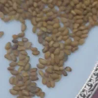 بذر یونجه ماپا