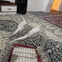 عروس هلندی|پرنده|کرمانشاه, |دیوار