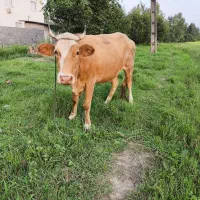 گاو چهار ماه شکم دومین بچه
