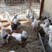 22 تا طوقی الماسی زرین سرکه ای کارتونی|پرنده|بندر ماهشهر, |دیوار