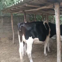 دو راس گاو شکم اول