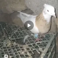 چندتا نریک ماده کفترای جوین|پرنده|سبزوار, توحیدشهر|دیوار