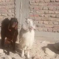 چهار بزغاله ماده