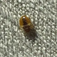 سمپاشی منزل سم پاشی ساس100درصد تضمینی|خدمات نظافت|گرگان, |دیوار