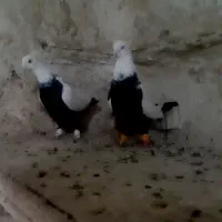 کبوتر چتن کله سینه کبوتر دمسفید رنگه والمانی|پرنده|تربتحیدریه, فتح المبین|دیوار