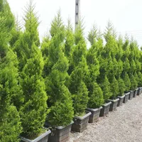 گلستان کاج وگل مهندس رحمانی|خدمات باغبانی و درختکاری|مشهد, امیریه|دیوار