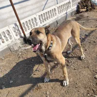 سگ سرابی|سگ|قم, قلعه صدری|دیوار