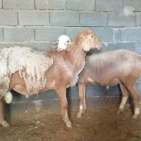 بره نر  چینی برای اصلاح نژاد
