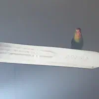 کوتوله برزیلی|پرنده|هیرمند, |دیوار