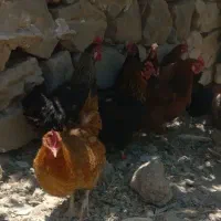 مرغ تخم گذار