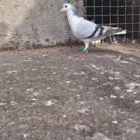 ۳ تا کفتر قلدور
