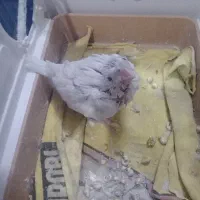 جوجه شاه تخم البینو