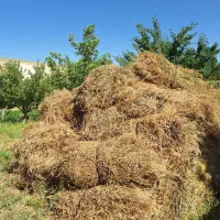 فروش علوفه باغی