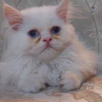 پرشین دالفیس