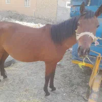 اسب بفروش میرود