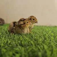 جوجه مرغ و خروس آمریکایی زینتی